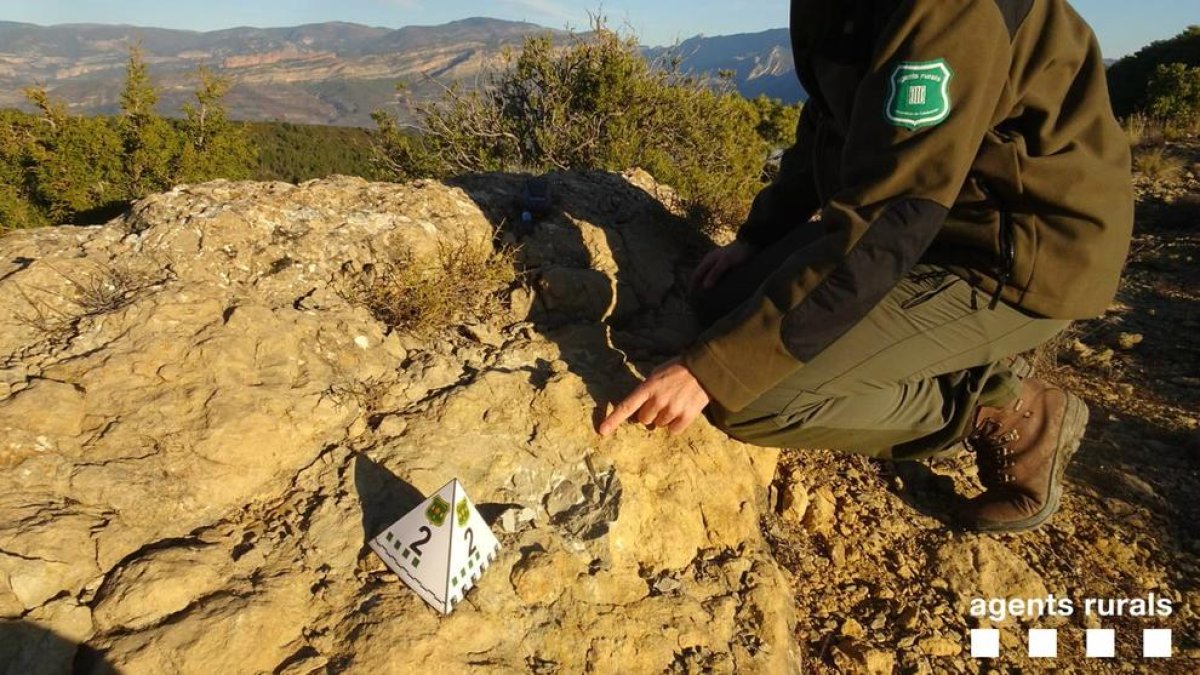 Una de las extracciones que se hizo con una sierra radial. 