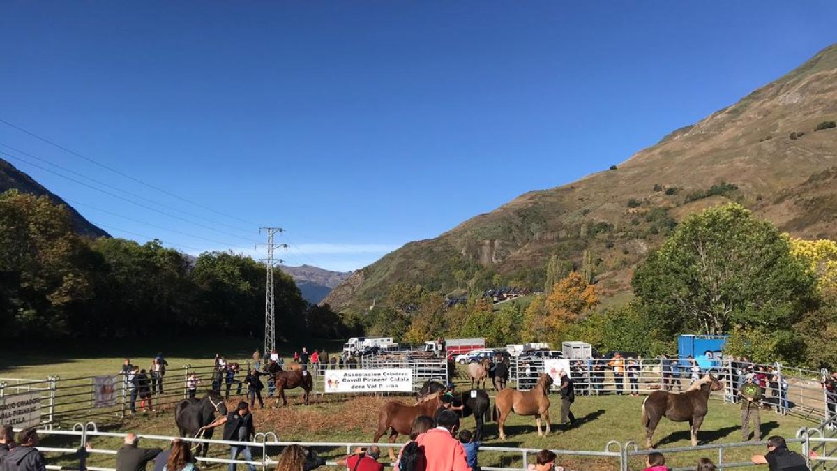 Un centenar de cavalls de la Val d’Aran al concurs de Salardú