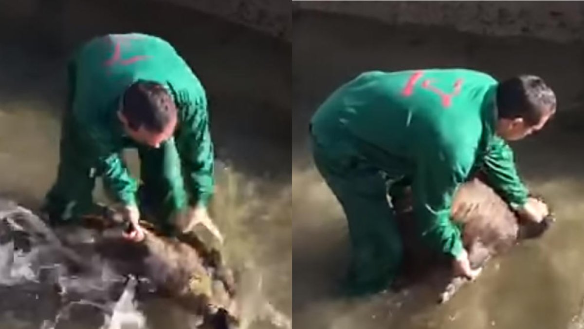 Frames del vídeo que se hizo viral el martes. 