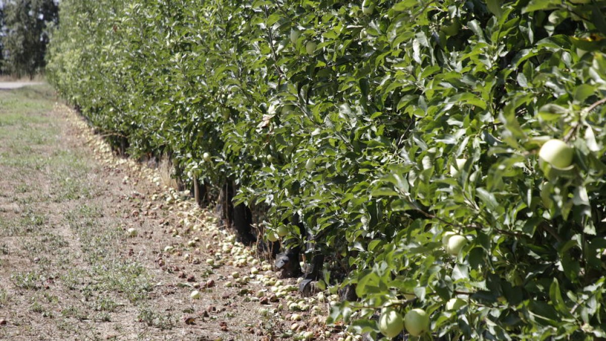 Ayer se podía ver en l’Horta esta imagen de manzanas caídas en el suelo tras la tormenta del viernes.