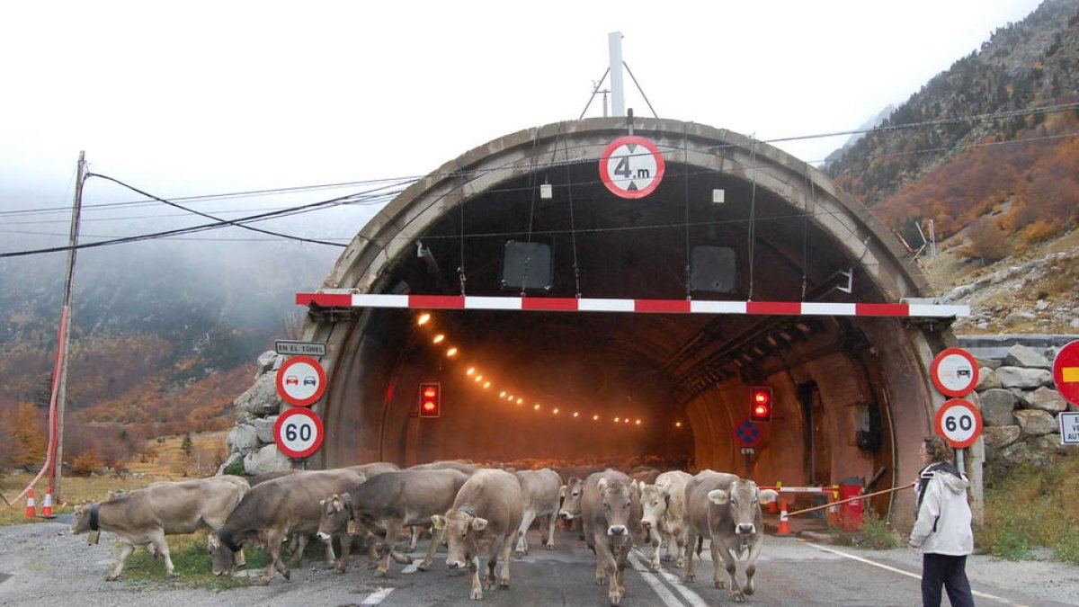 Imatge d’arxiu de transhumància al vell túnel de Vielha.