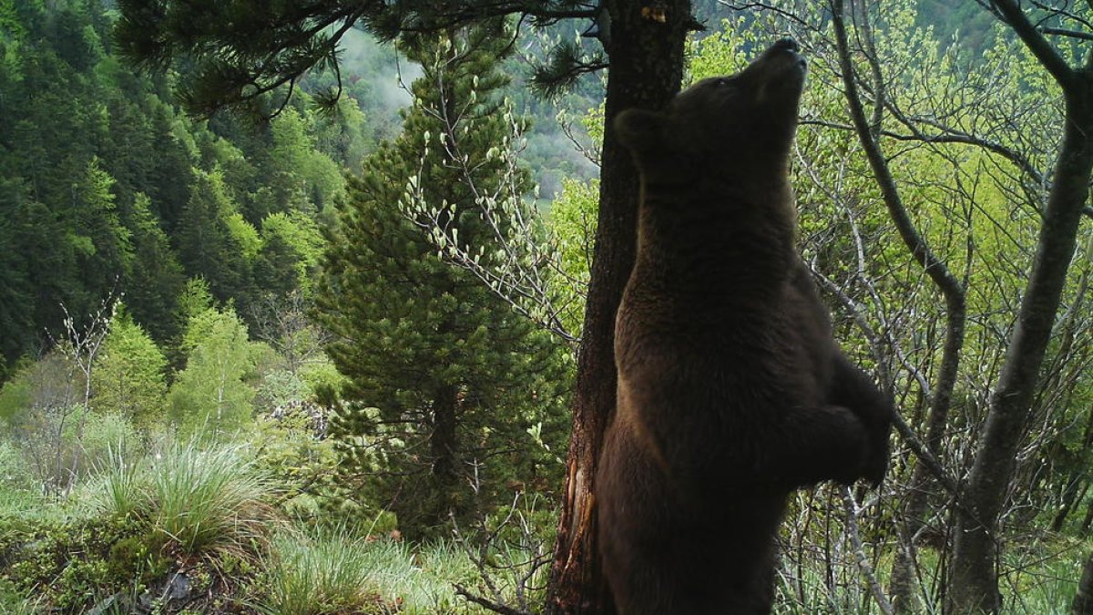 El oso Nere (en la foto) ha vuelto a Aran tras 19 años en Francia.