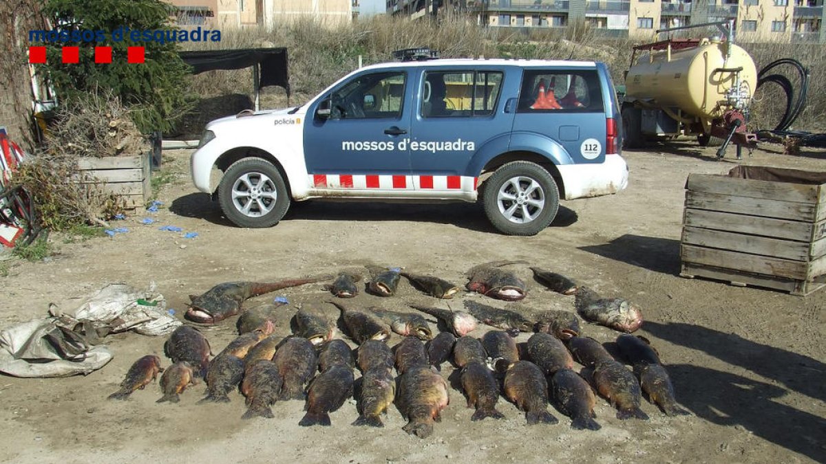 Imatge dels peixos requisats als pescadors detinguts a Alcarràs.