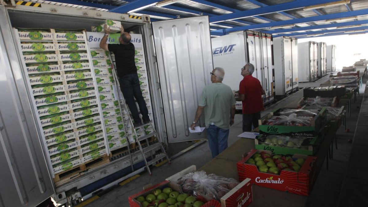 Camions de fruita per exportar a Edullesa.