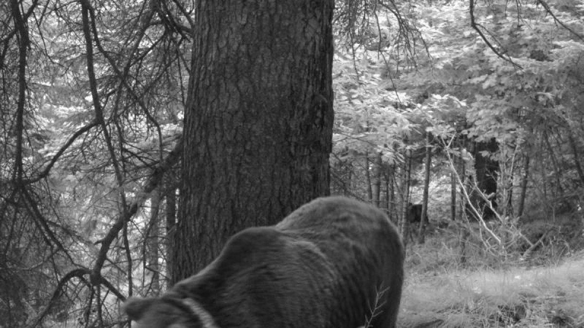 L’ós Goiat és un exemplar reintroduït des d’Eslovènia.