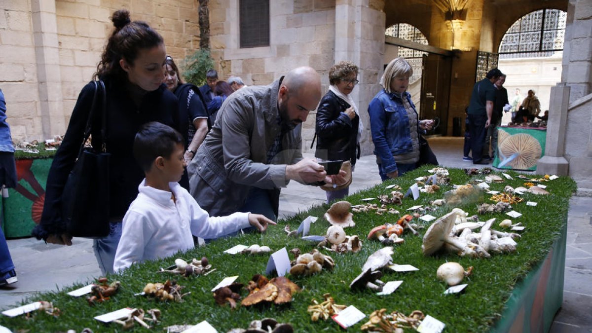 Imatge d'arxiu d'una exposició de bolets a l'IEI.