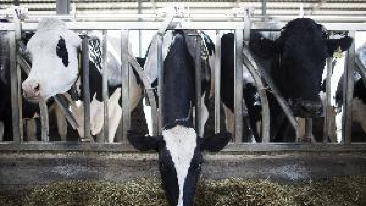 El consum de llet crua comporta riscos sanitaris elevats, segons l'OCU