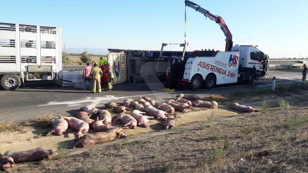 Una trentena dels animals ha mort.