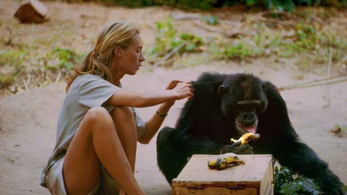 Una joven Jane Goodall grabada por su marido mientras estudia la vida de los chimpancés.