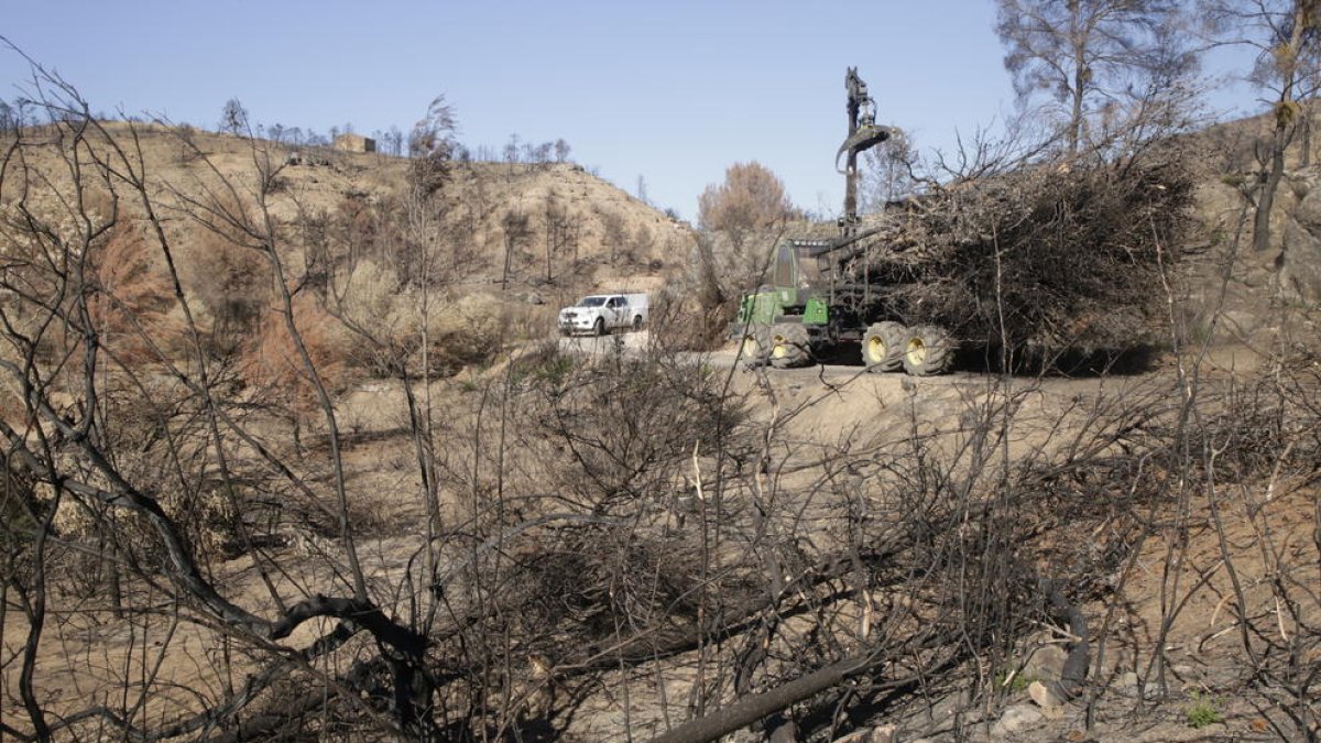 Treballs de neteja en un dels boscos afectats pel gran incendi ahir a Maials.