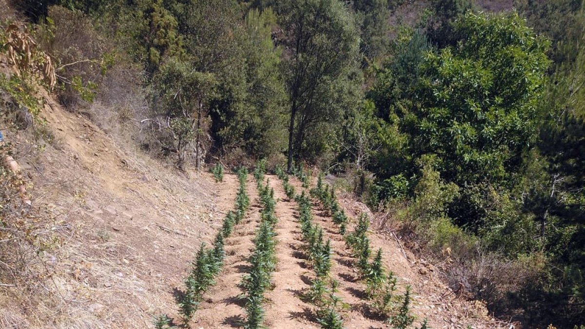 La plantación de marihuana descubierta por los Mossos d’Esquadra.