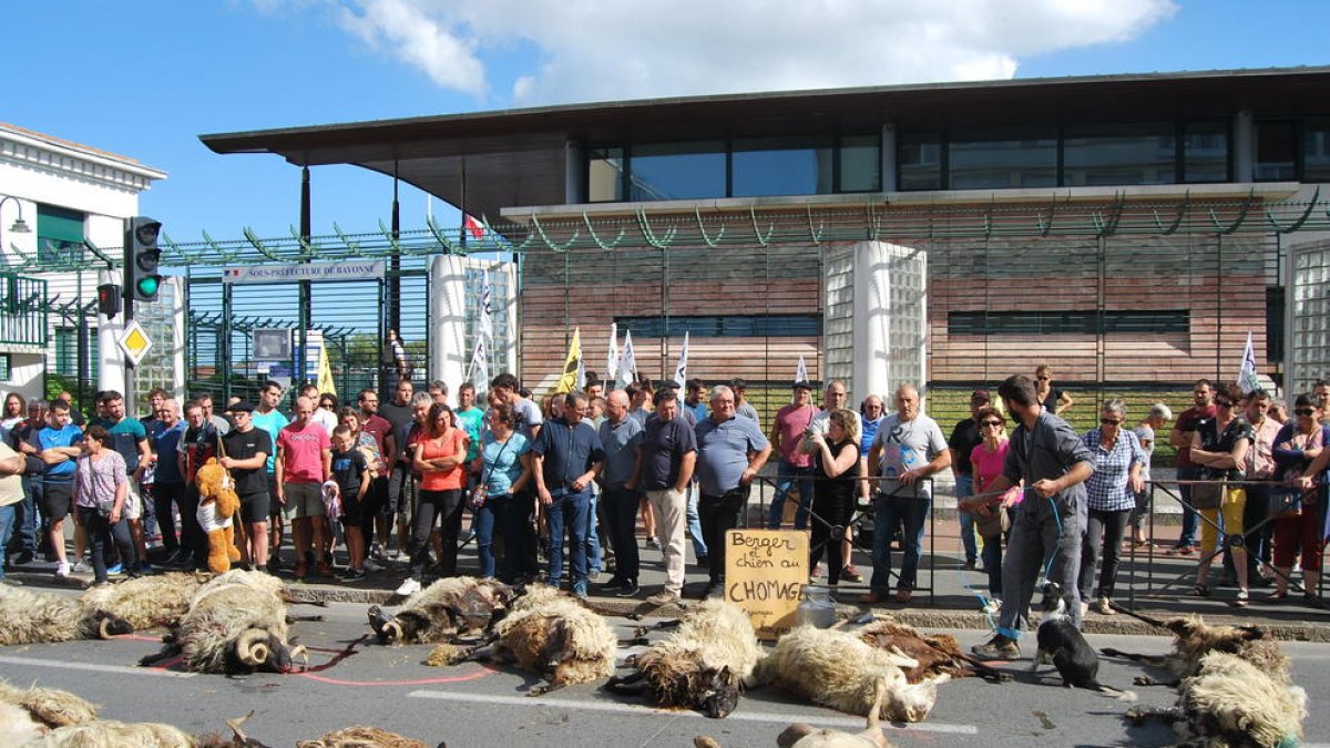 Ovelles mortes a conseqüència d’un atac de l’ós, davant de la seu de la subprefectura de Baiona.