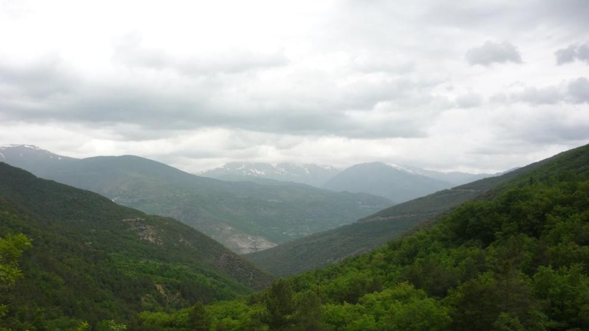 Agricultura subhasta 35.000 tones de fusta de boscos de vuit comarques de Lleida