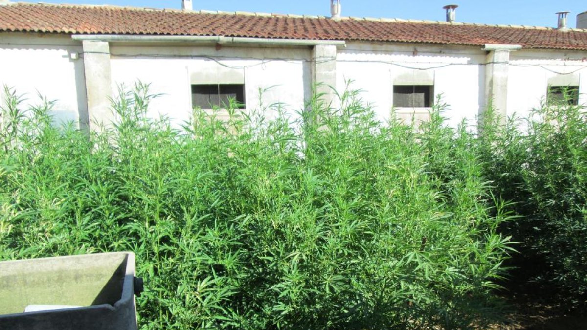 Plantas de marihuana en el exterior de una granja en Agramunt.