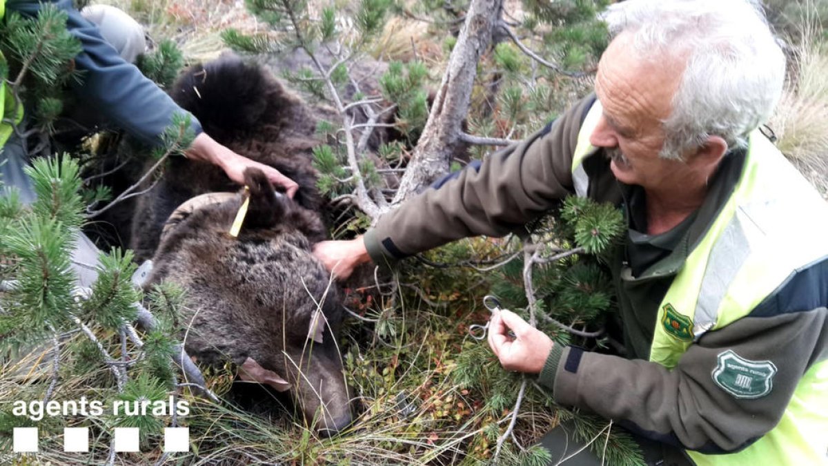 Momento en el que se cambian las baterías del collar del oso Goiat en Naut Aran, el 16 de octubre de 2018.