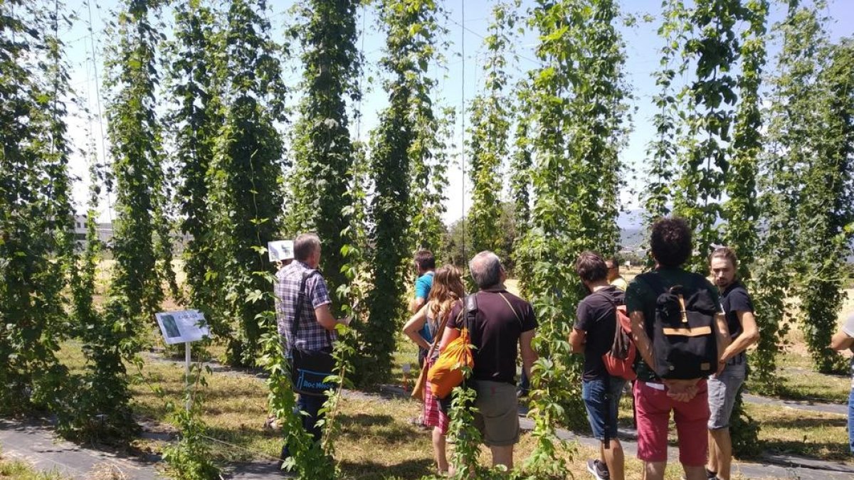 Visita a la plantación experimental durante la jornada celebrada en Olius.