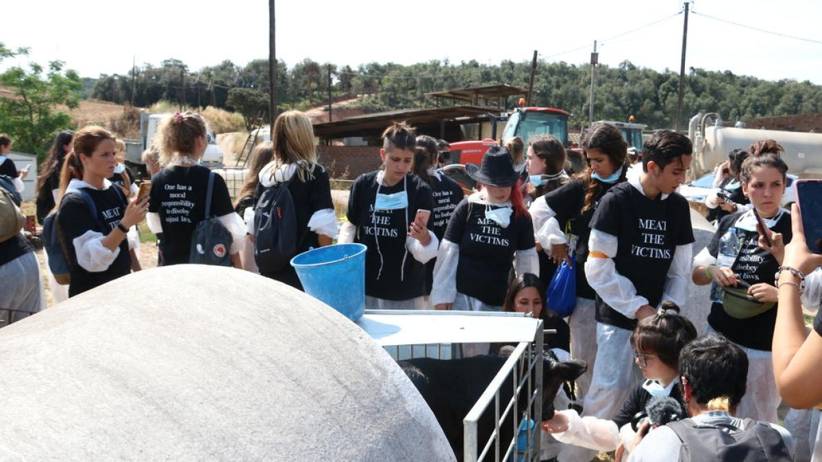 El grup de joves va entrar en una granja de boví de llet a Sant Antoni de Vilamajor.