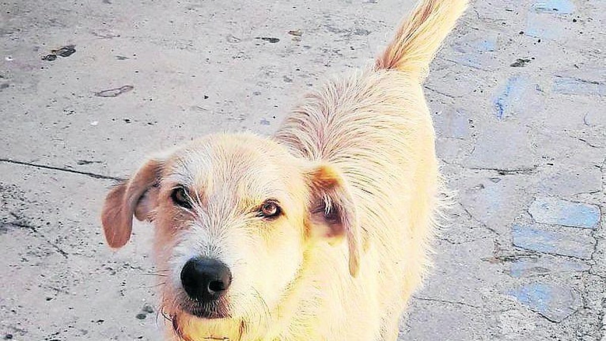 Denuncian a un vecino de Gavet de la Conca por abandonar a un perro