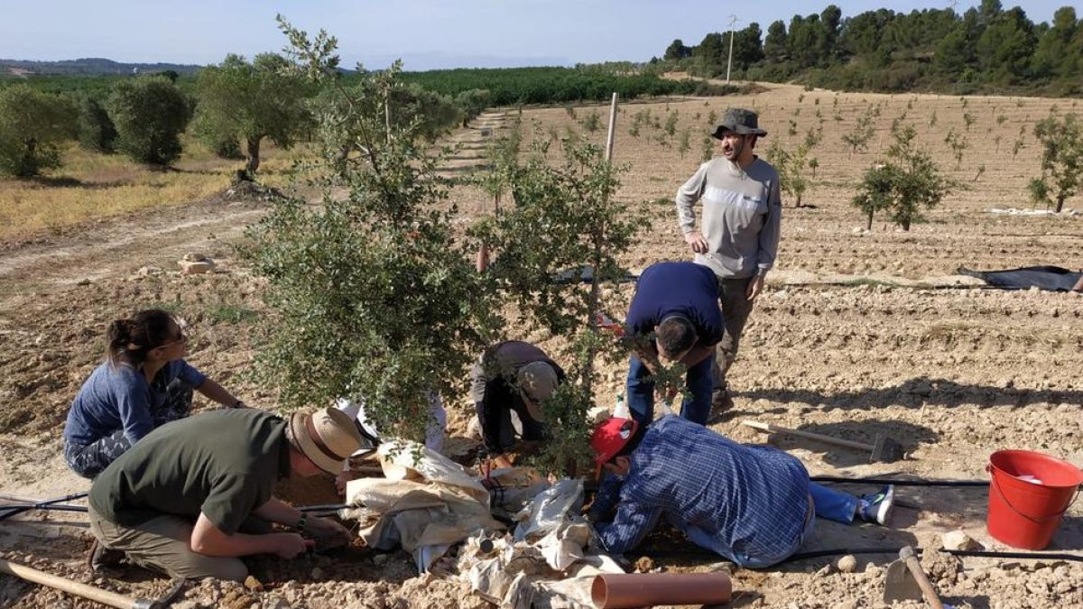 Diferents tècnics treballant a la finca experimental de Maials, on hi ha 300 alzines tofoneres.