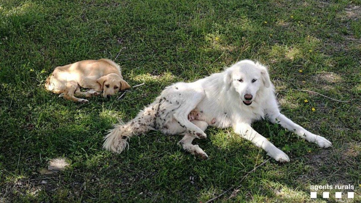 Localizan dos perros abandonados en el Jussà 