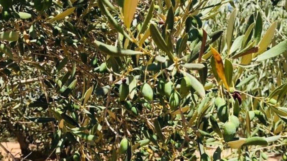 Una olivera afectada per la sequera al Baix Ebre.