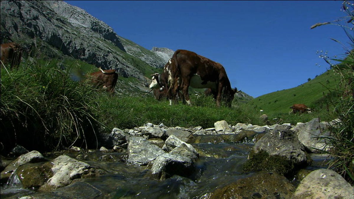 Les pastures del Piemont produeixen carn de molta qualitat.