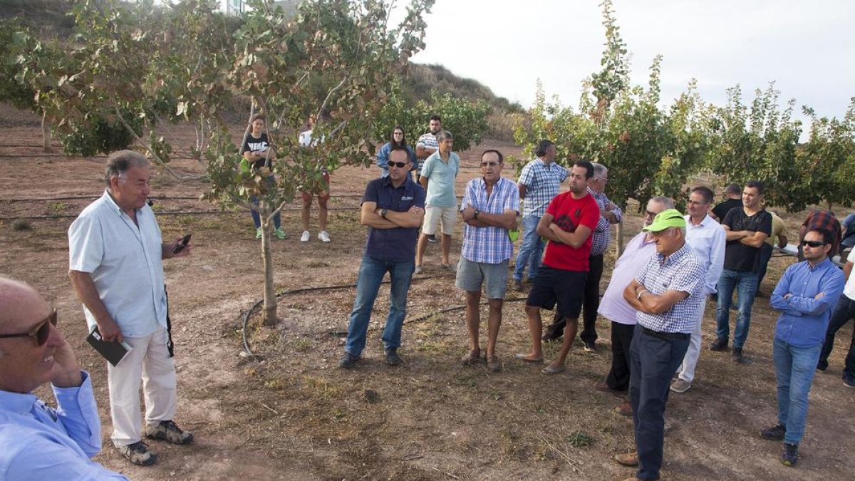 Visita a una plantación de pistachos organizada por la Cooperativa d’Ivars y el Grup Borges y que reunió a 45 agricultores. 