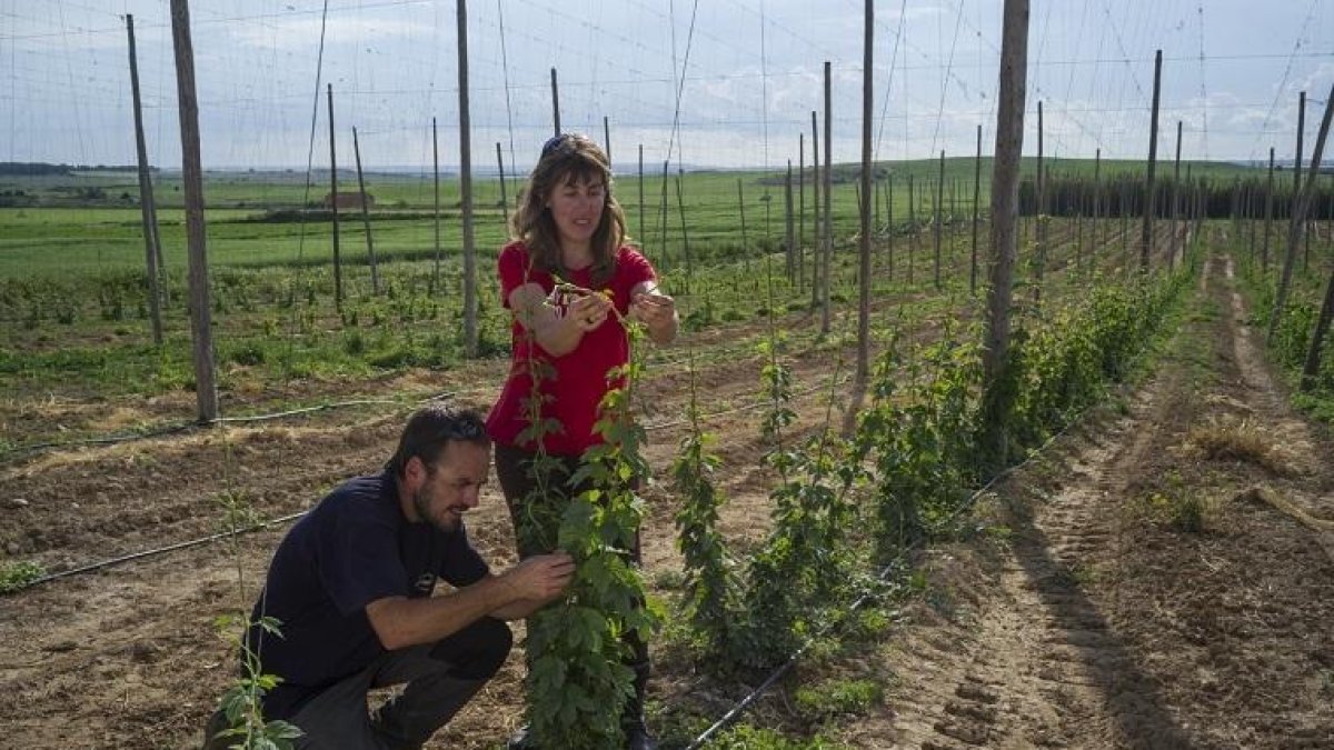 Agricultura aprueba ayudas para 102 jóvenes emprendedores agrícolas en Lleida.
