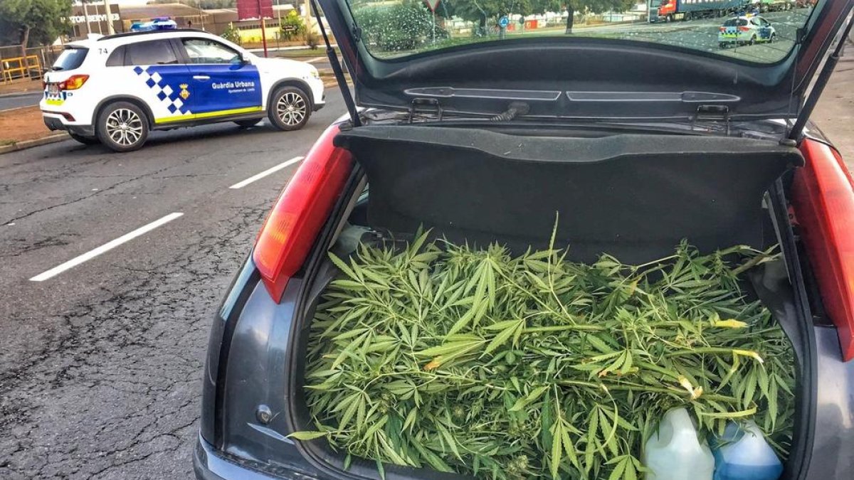 Las plantas que fueron intervenidas en el maletero de un turismo.