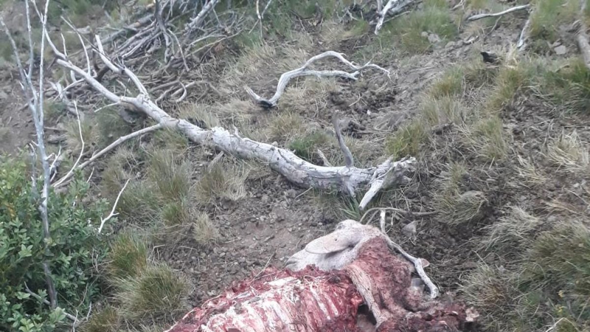 La oveja muerta tras el ataque del oso en Castanesa. 