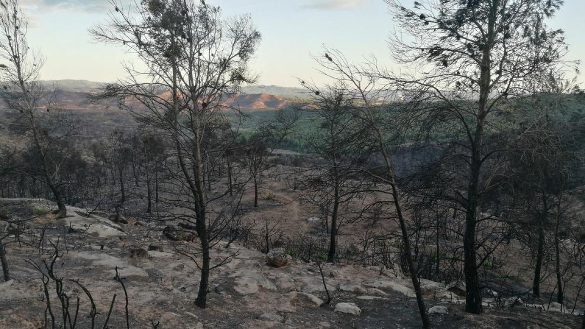 El gran incendi va calcinar unes 500 hectàrees al terme de Maials, d’un total de 5.000.