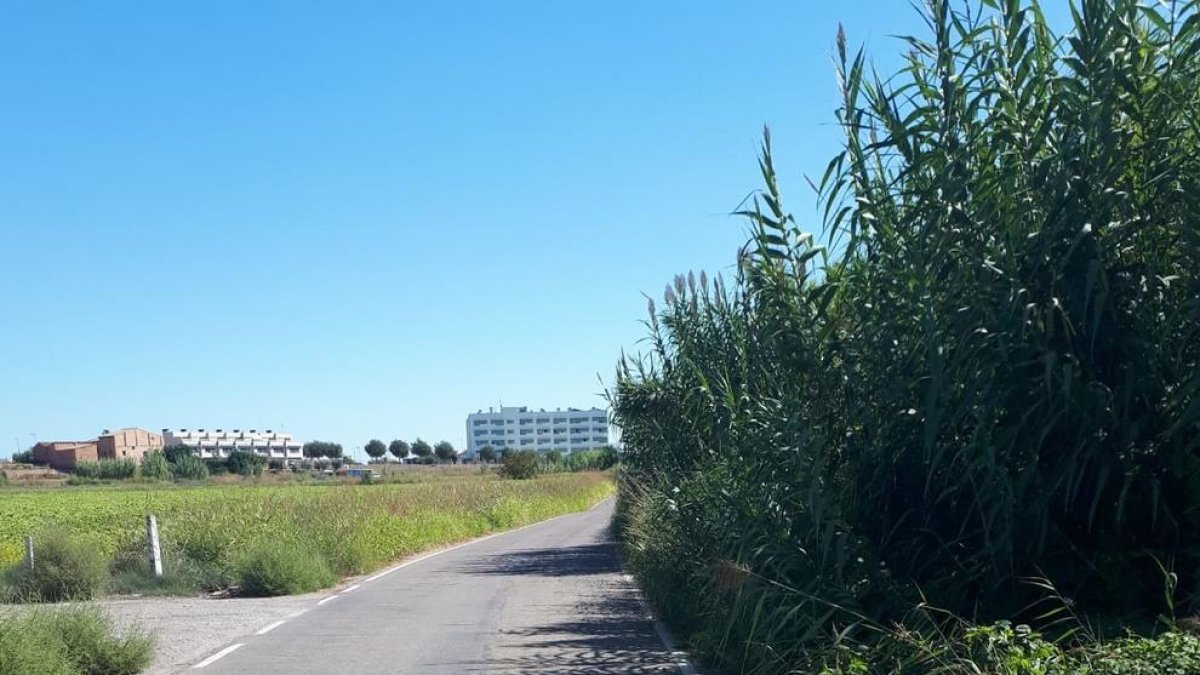 Imagen de la vegetación que invade el camino de Vallcalent.