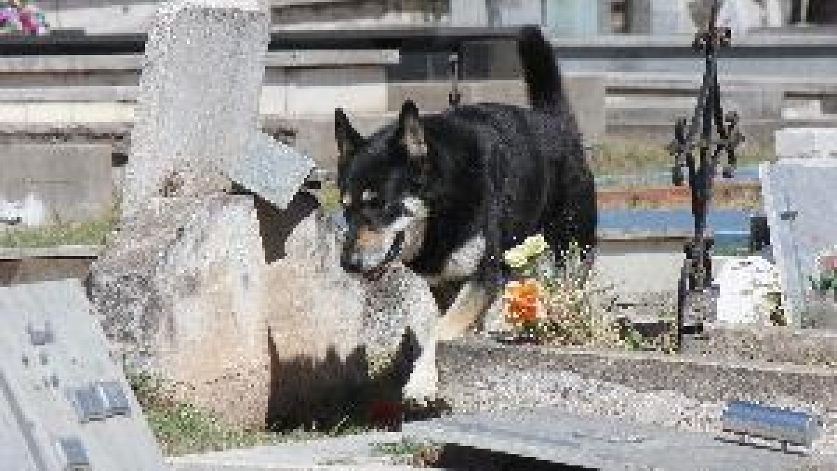 Muere el perro que veló durante una década la tumba de su amo en Argentina