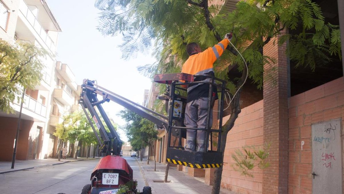 La ciudad avanza la poda por el pulgón  -  Tàrrega ha avanzado la poda tras detectar la presencia de pulgón en algunas especies, si bien el consistorio aseguró que no se trata de una plaga. Por otra parte, la brigada municipal de Alcarràs inic ...