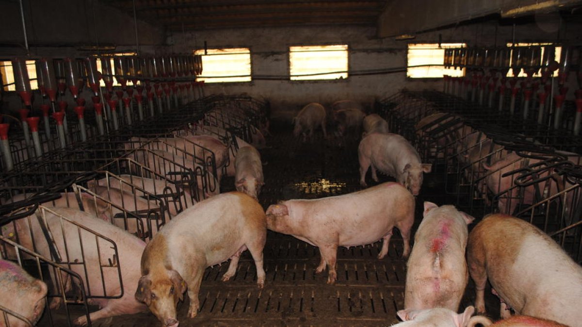 Imatge d’arxiu d’una granja de porcs de Lleida.