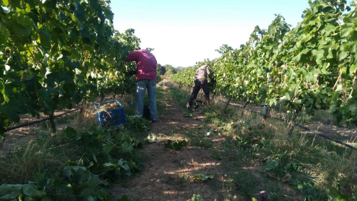 La bodega prevé vendimiar este año 80.000 kilos.