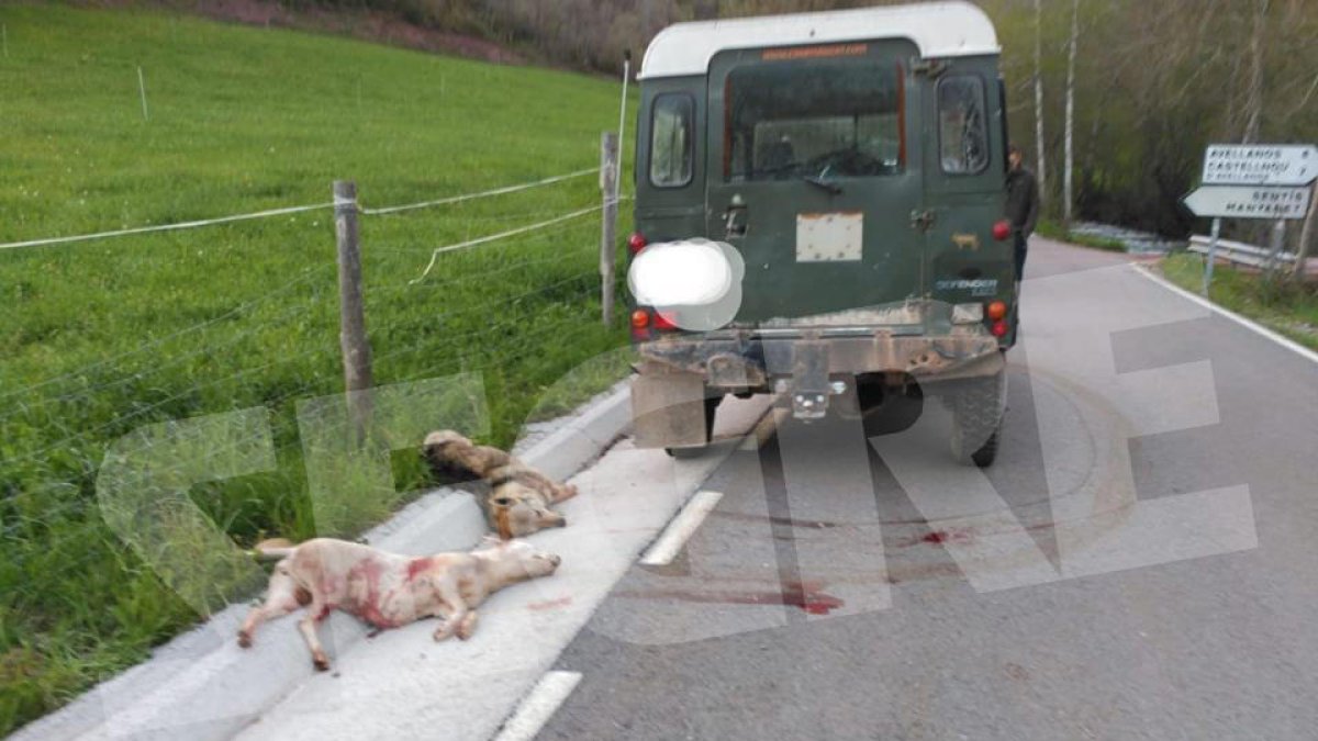 Vista dels animals abatuts al costat de la carretera el passat mes de maig a Sarroca de Bellera.