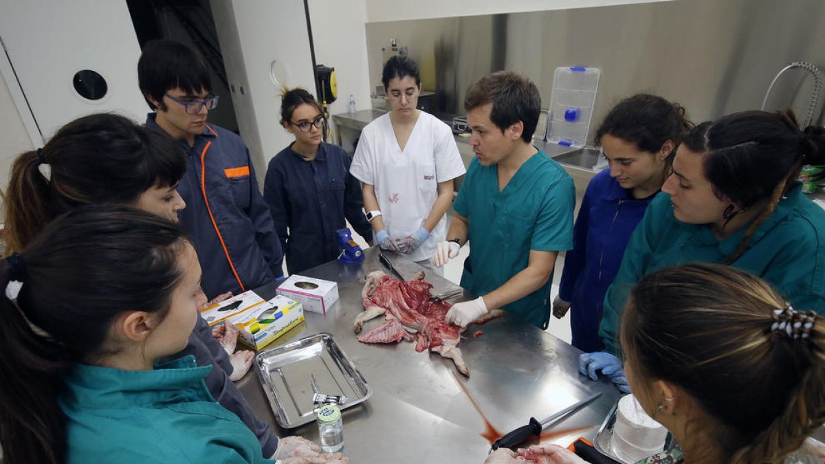 Dos estudiantes, practicando con un jabalí.