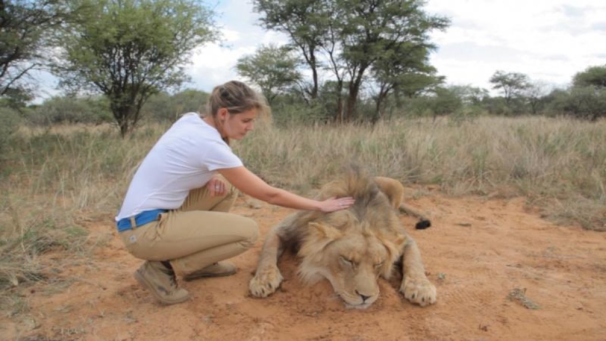 Un león abatido en un safari. Dependiendo del precio, se puede elegir el color y tamaño del animal.