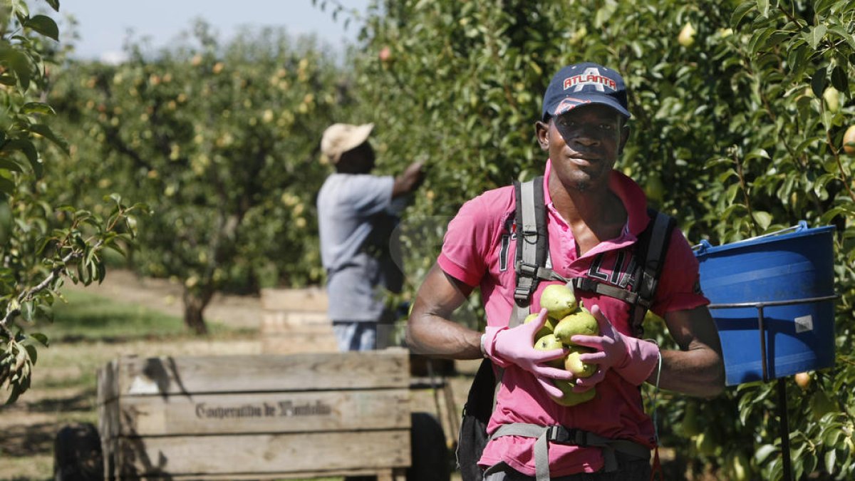Temporeros en la campaña de la fruta en Lérida.