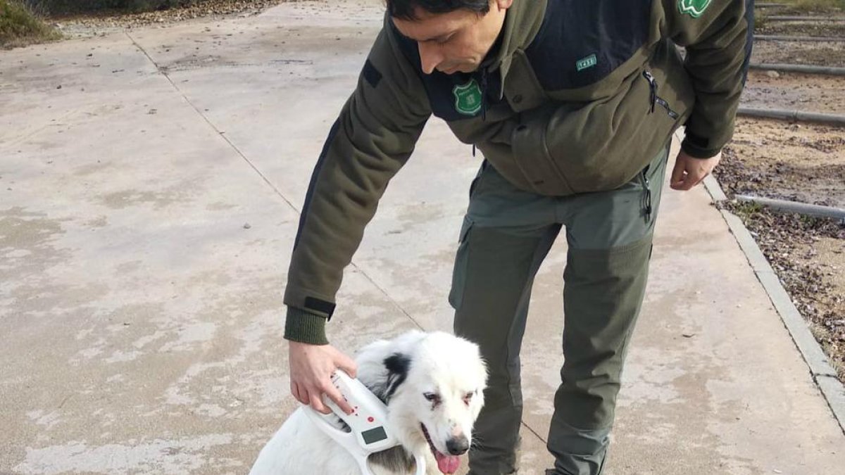 El animal no llevaba el chip, pero se pudo localizar a su propietario. 