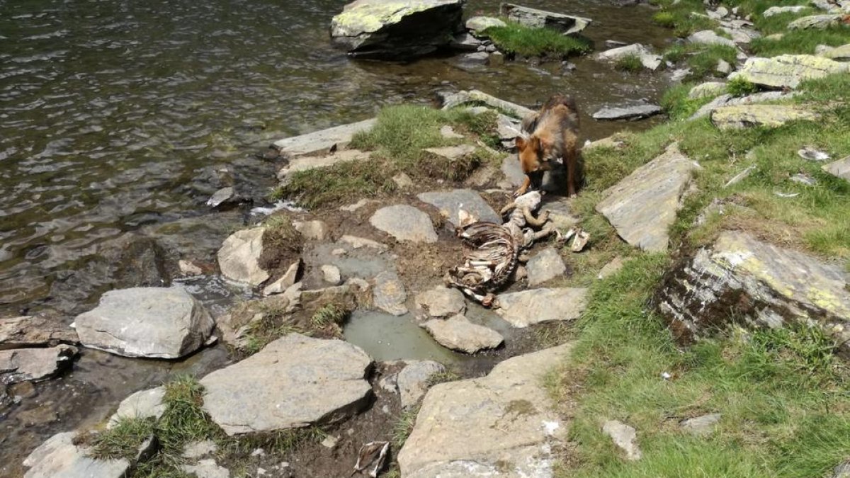 Imagen de la oveja muerta en el límite entre el Sobirà y Francia. 