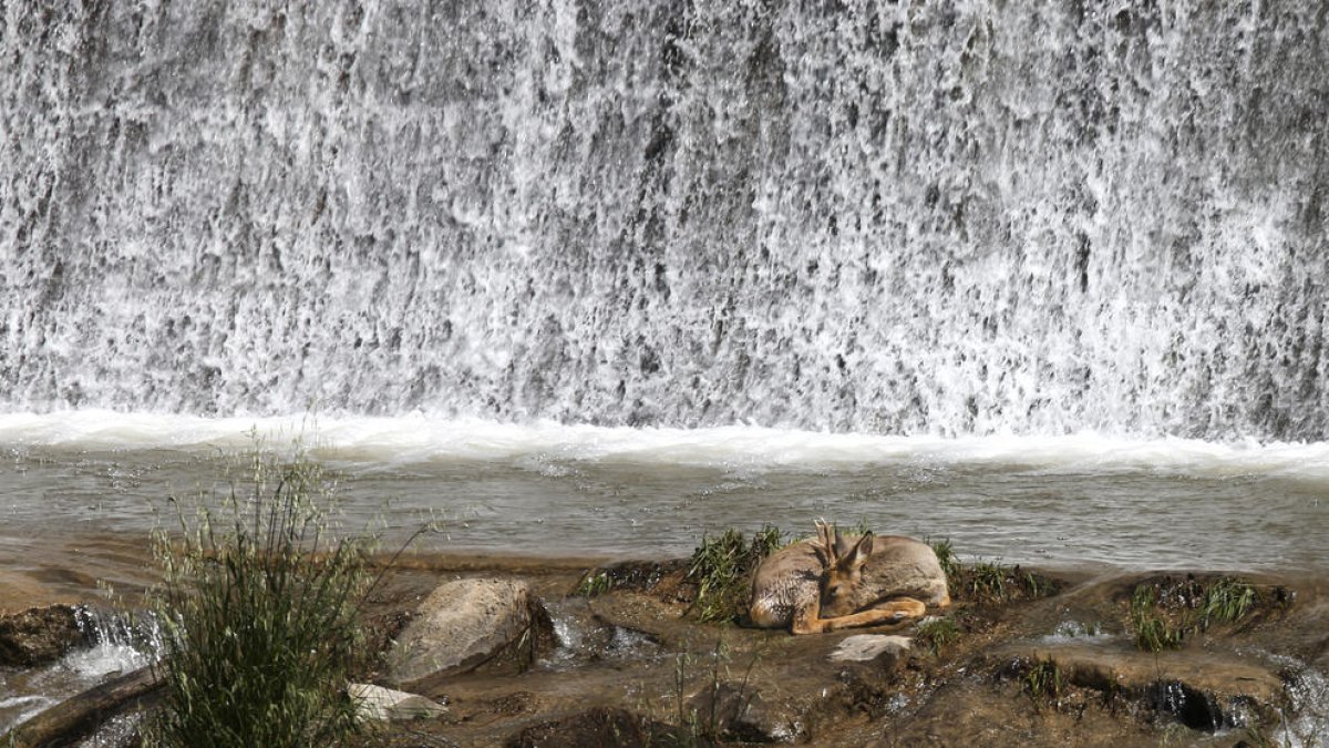 El animal, ayer, mientras descansaba en las compuertas del río Segre en La Mitjana. 