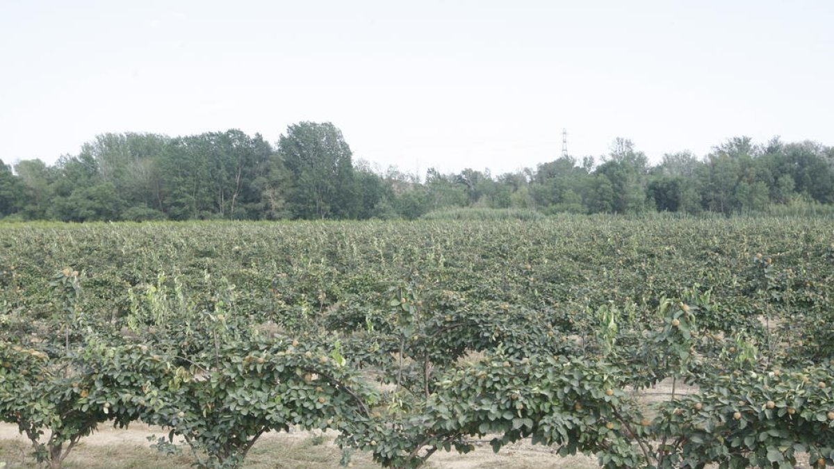 Fincas cultivadas cerca del río Segre a su paso por el municipio de Aitona.