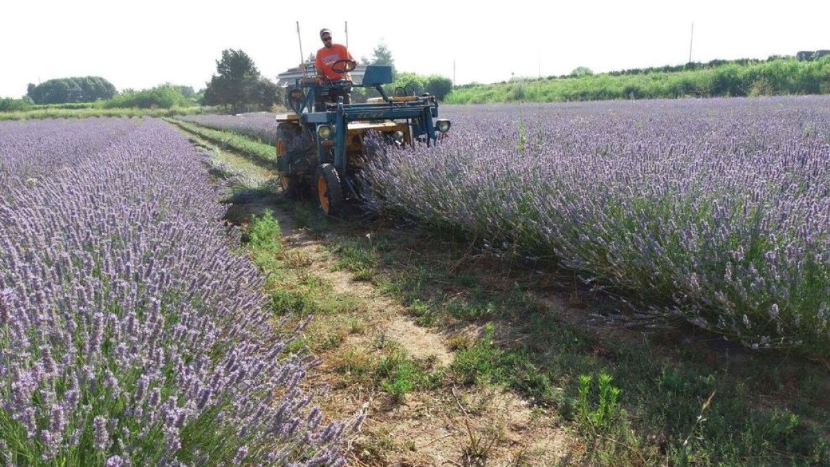 Preveuen elaborar cent litres d’essència d’oli de lavanda a Copa d’Or