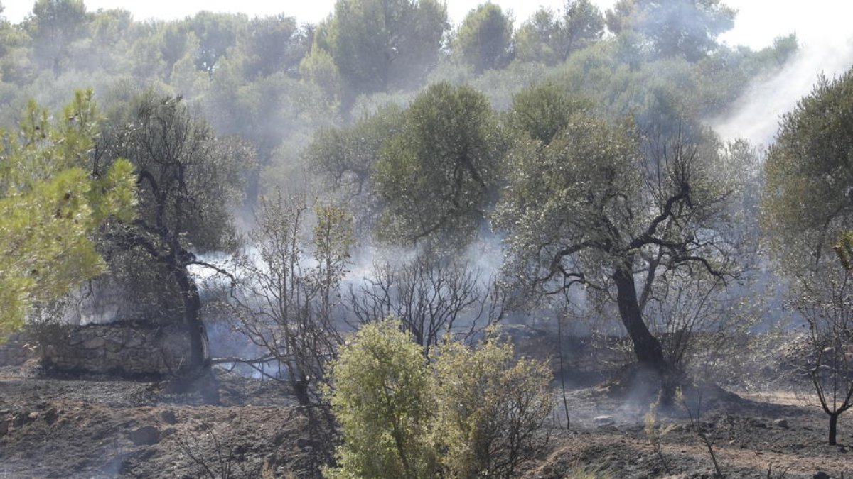 L’incendi va calcinar prop de 1.000 hectàrees als municipis de Maials i Llardecans.