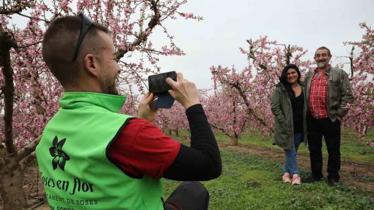 Els turistes arriben als camps en flor de Soses i la Granja d’Escarp