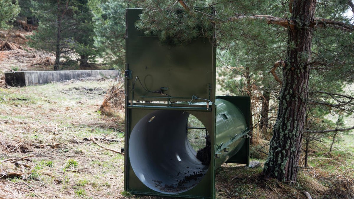 La trampa instalada en los alrededores de Arres y, en la imagen inferior, Castet con los huesos del potro. 