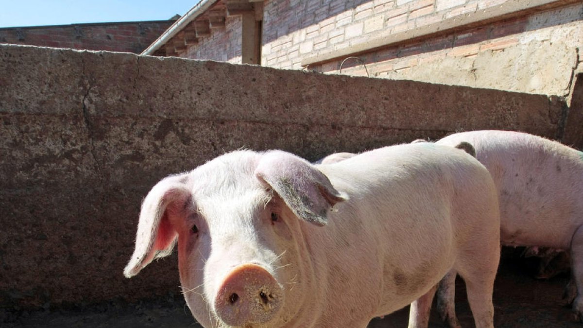 La meta es evitar que la PPA entre en las granjas porcinas germanas.