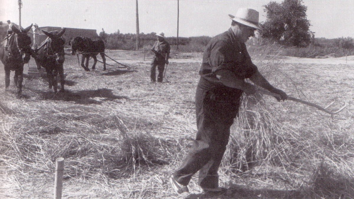 Imagen de archivo de la Festa del Segar i el Batre de La Fuliola hace 28 años. 